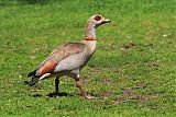 Egyptian Goose